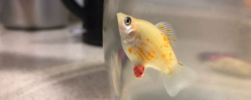 玛丽鱼多长时间喂一次