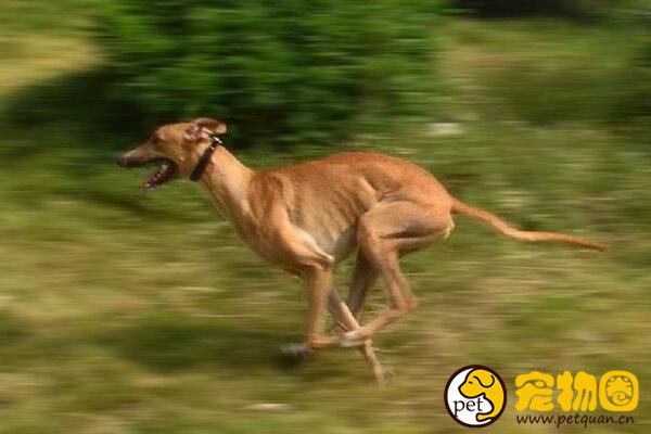 灵缇狗是古法老都爱的宠物狗，古老犬种里极难得的纯种犬