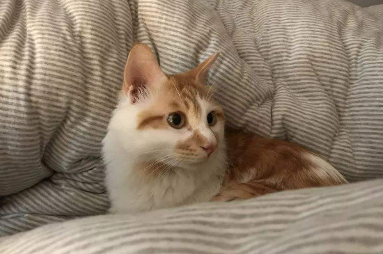 猫咪多久能听懂名字，怎么训练猫咪知道自己的名字