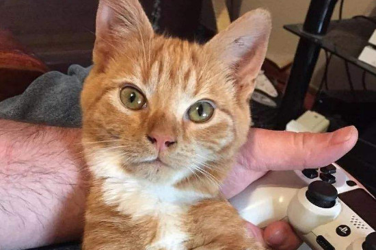 橘猫怎么养，新手养橘猫注意事项