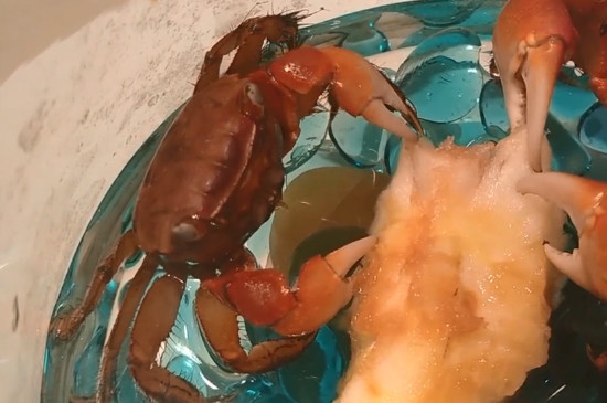 红螯相手蟹怎么养