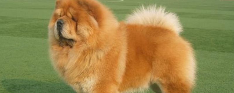 松狮怎么看纯不纯