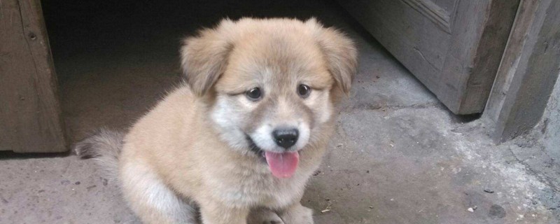 幼犬会感染狂犬病吗
