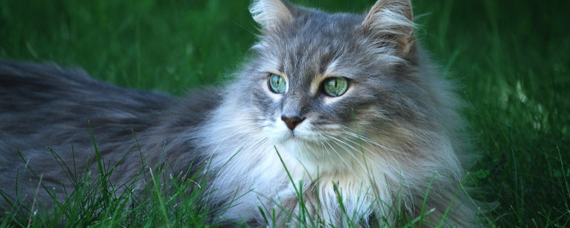 猫咪打嗝一抽一抽的怎么回事