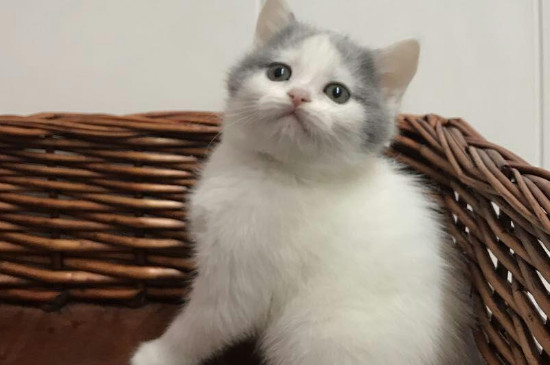 猫咪耐寒多少度