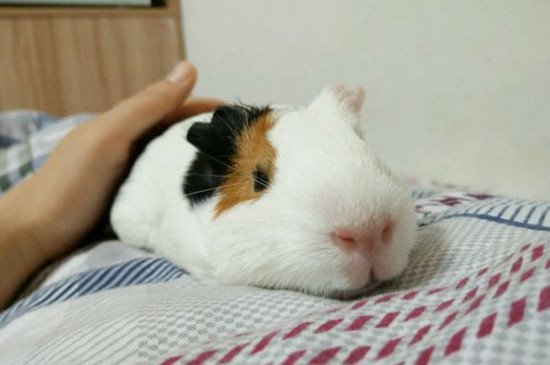 荷兰猪怎么养能活多久
