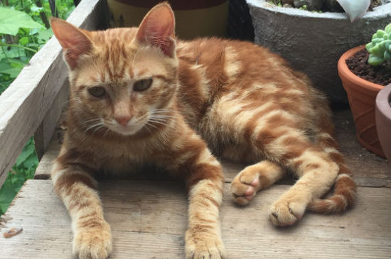 猫肠胃炎几天会自愈