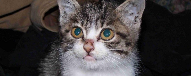 猫临产前流的发黄粘稠