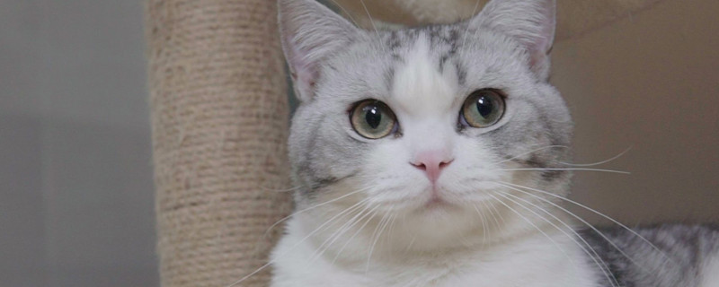 猫咪呕吐是怎么回事