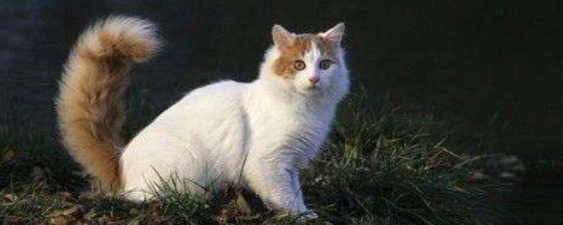 土耳其梵猫怎么饲养
