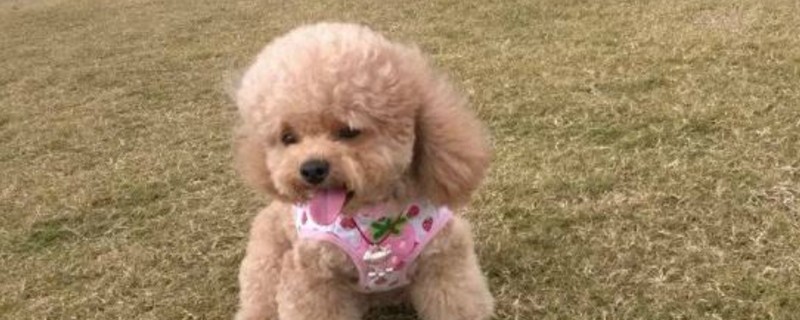 狗和犬的区别在哪里