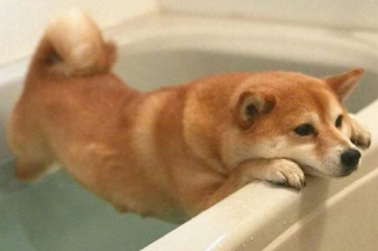 柴犬走丢会认新主人吗