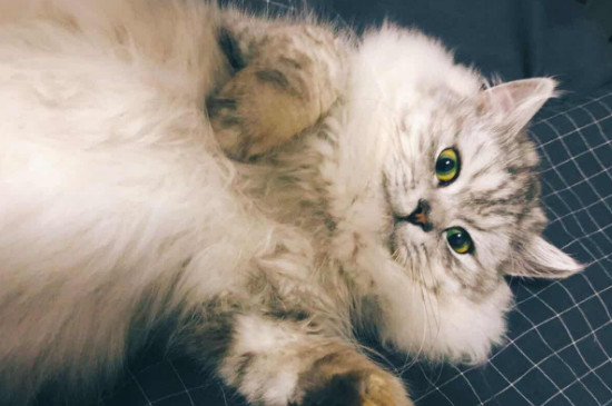猫咪泪痕怎么去除
