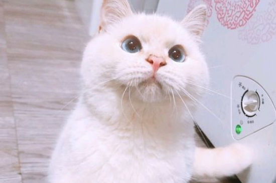 猫癣会传染给狗吗