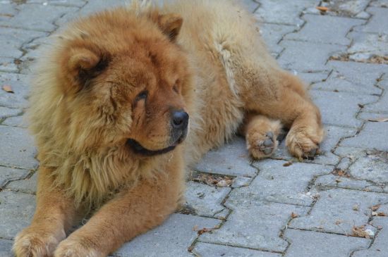 松狮幼犬怎么喂养