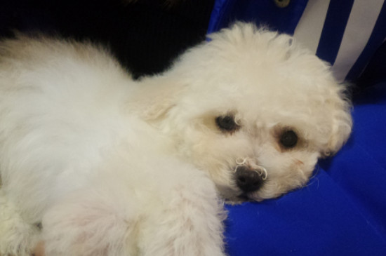 比熊犬能长到多大