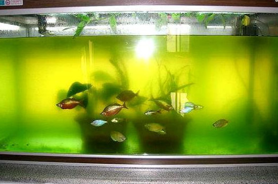 新鱼缸的水浑浊怎么办怎么变清