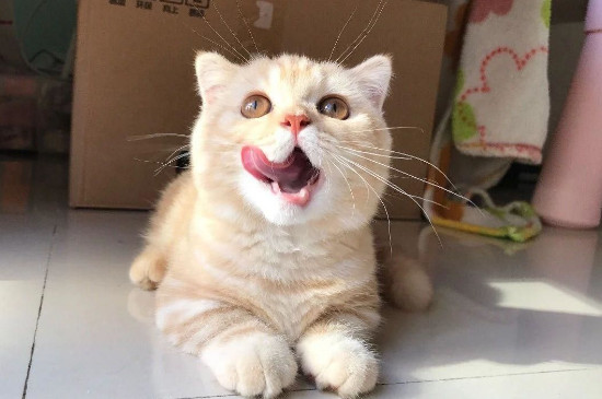 猫是近视眼吗