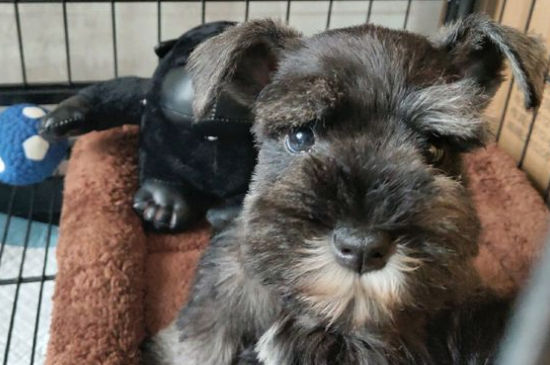 十大适合家养的小型狗，十大最受欢迎的家养宠物犬