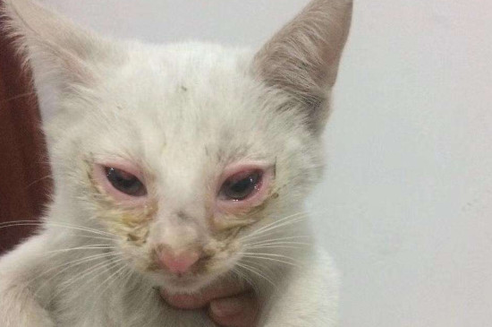 猫眼睛发炎怎么办
