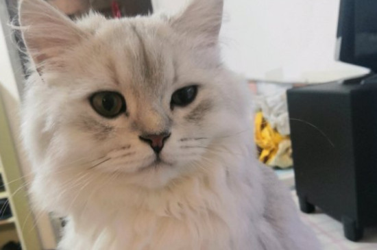 猫叫春为什么那么吓人