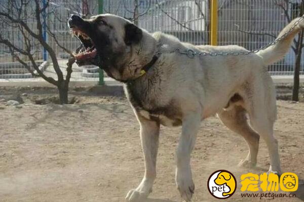 土耳其的国宝坎高犬，和大熊猫地位相当的外交法宝