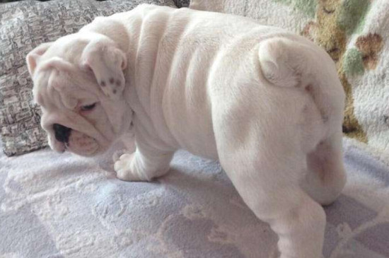 英斗犬怕冷吗
