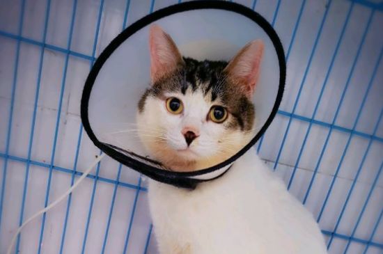 猫会发烧吗