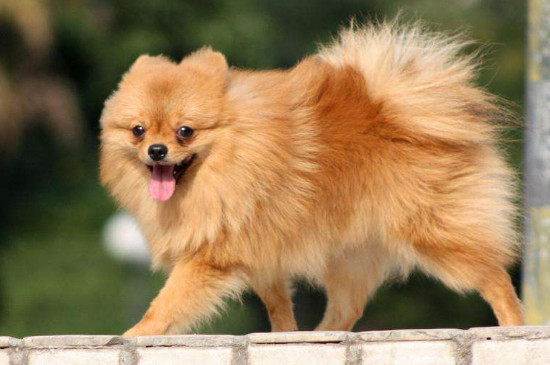博美犬怎么养毛更好