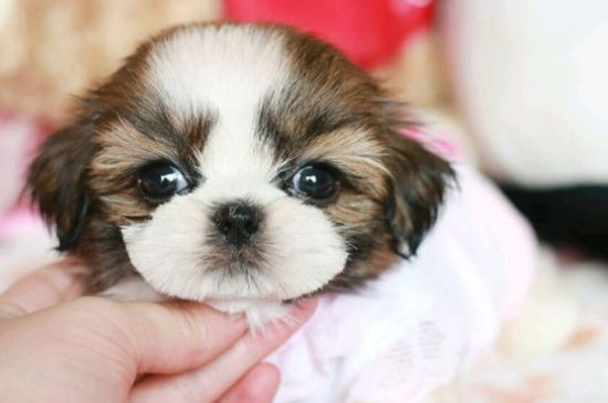 西施犬为什么叫西施犬