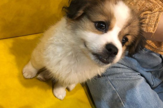 十大聪明名犬