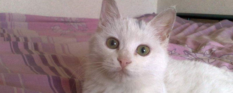 猫咪干洗粉对猫有害吗