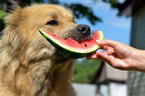 狗狗可以吃什么水果，适合狗狗吃的十种水果