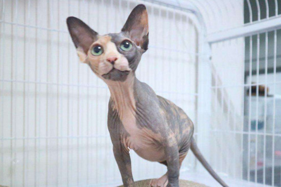 不掉毛的猫猫品种，掉毛少的猫排行榜