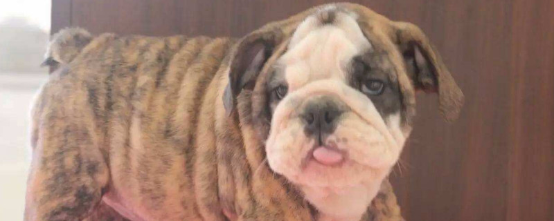 英斗犬会忘记主人吗