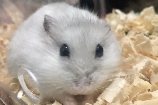 仓鼠寿命多长