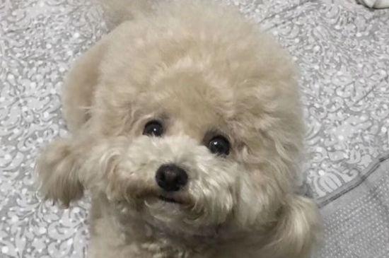 母泰迪发情期什么表现