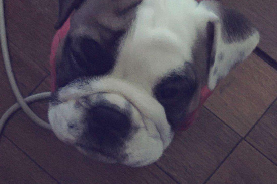 英国斗牛犬适合家养吗