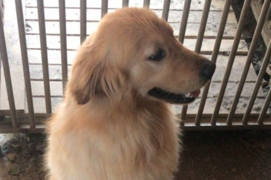 狗狗误吃了老鼠药怎么办