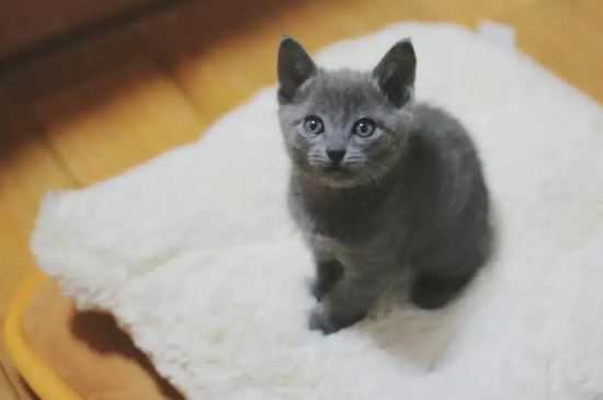 蓝猫和英短的区别