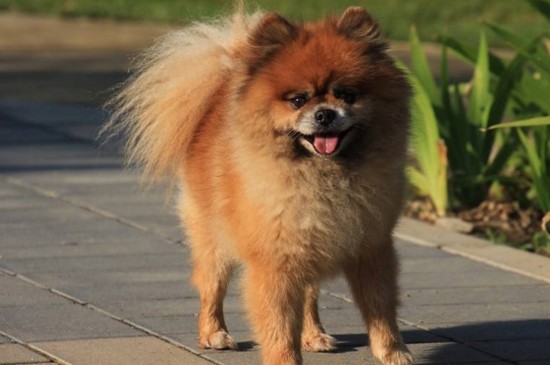 养博美的禁忌，在家饲养博美犬的5个注意事项