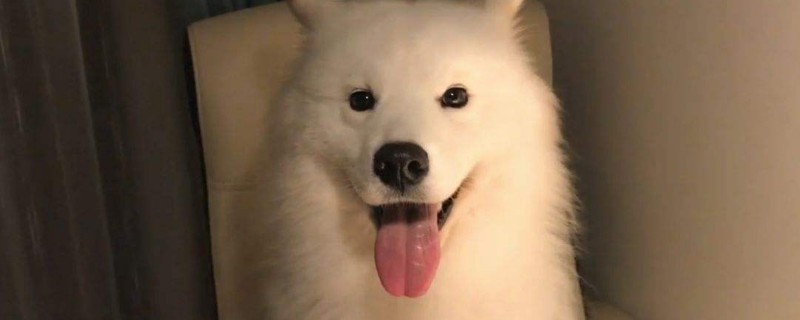 狗肠梗阻5个偏方