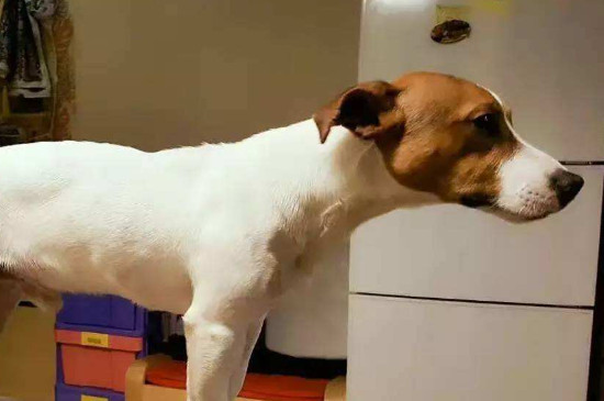 狗狗脖子侧面鼓大包