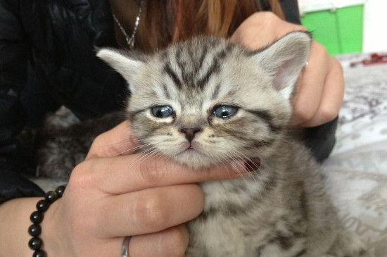 初次养猫养什么品种好