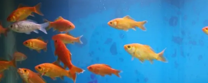 养鱼ph值多少合适