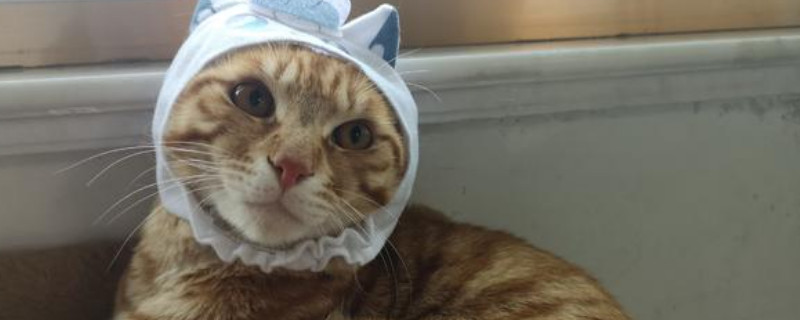 猫咪吃什么猫粮好