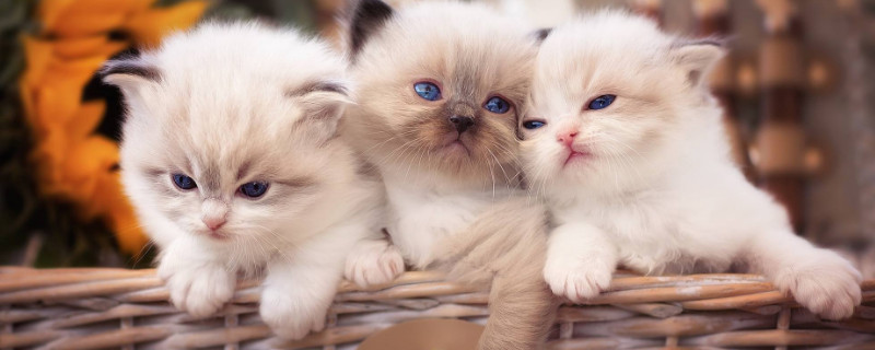 猫用爪子摸你脸代表什么