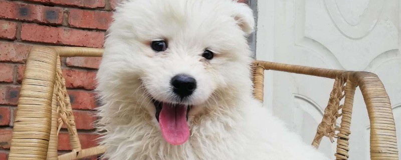 狗狗脖子侧面鼓大包