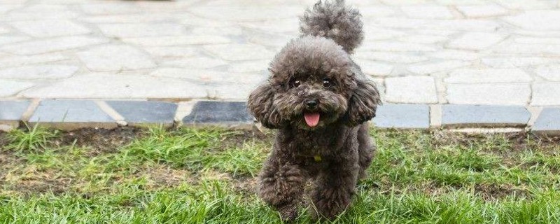 泰迪犬怎么养