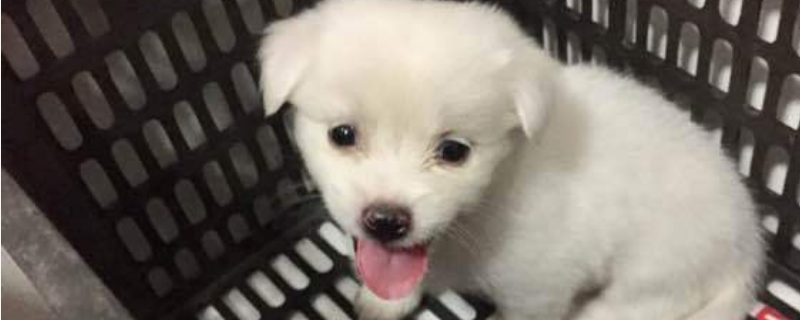 狗只是闻不配怎么办